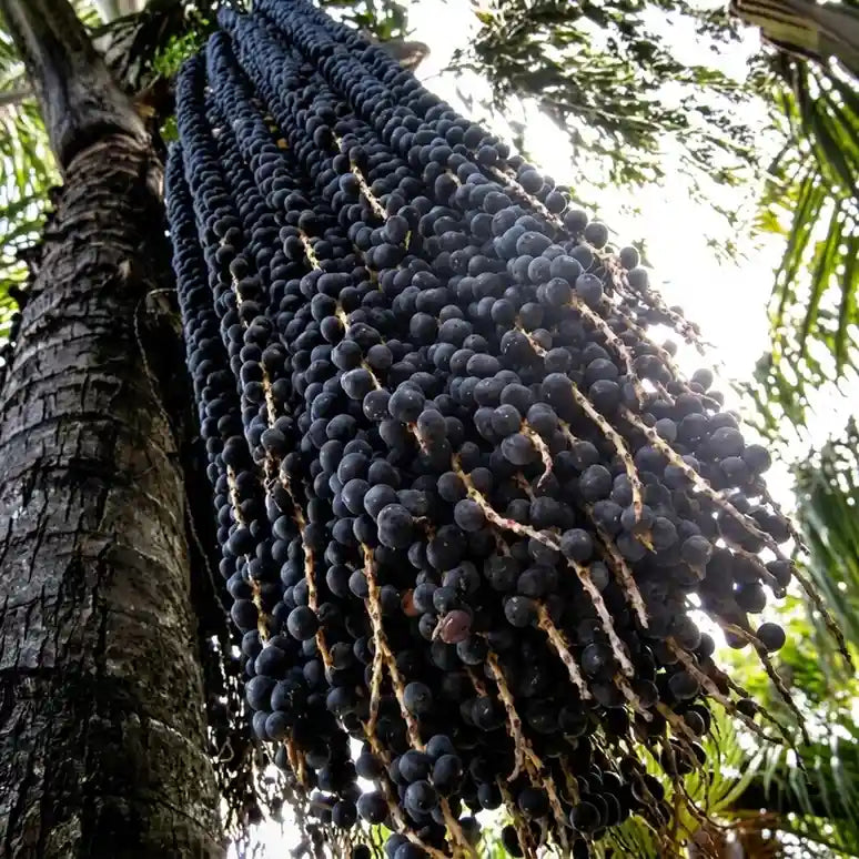 Acai Berry (Seedling) Fruit Plant
