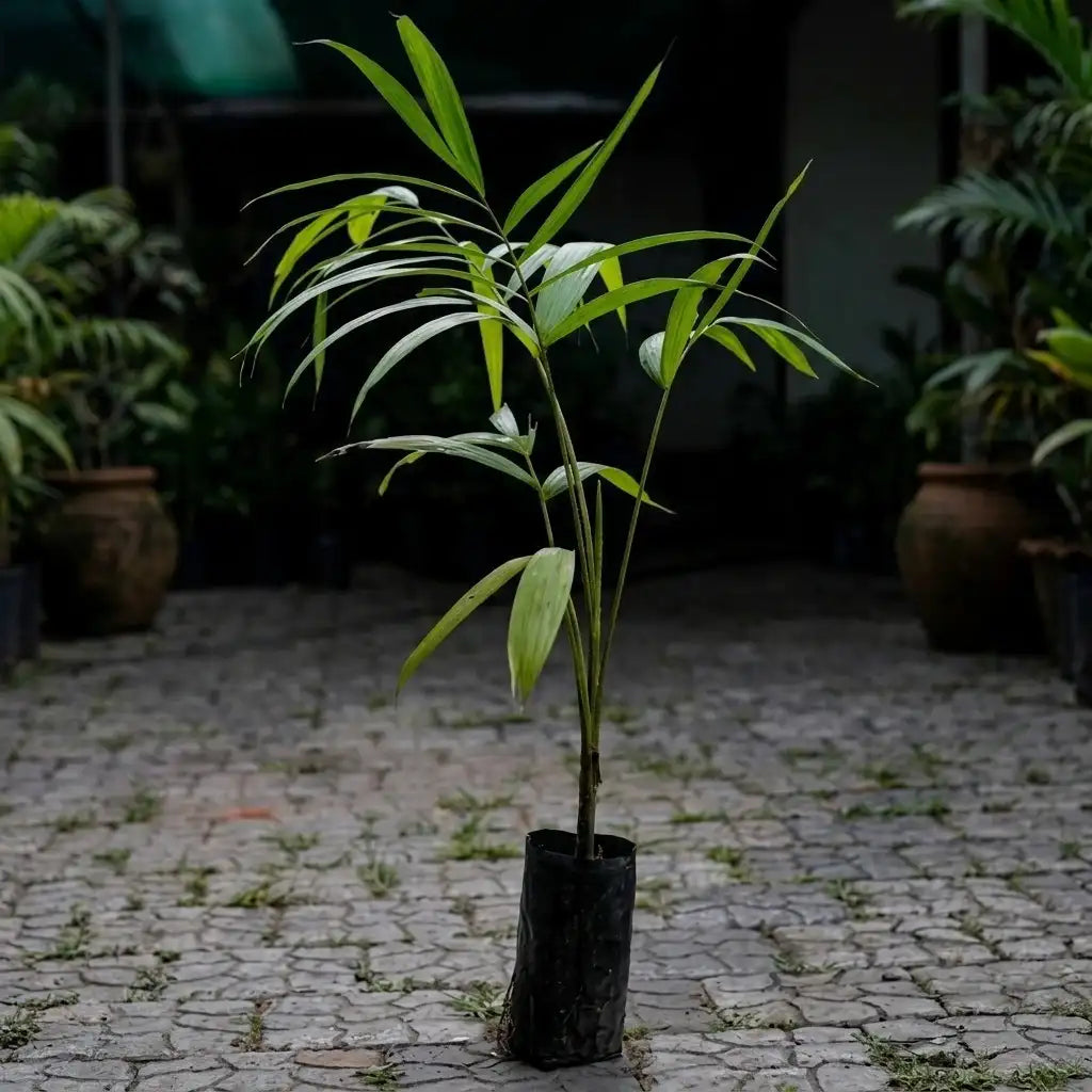 Acai Berry (Seedling) Fruit Plant