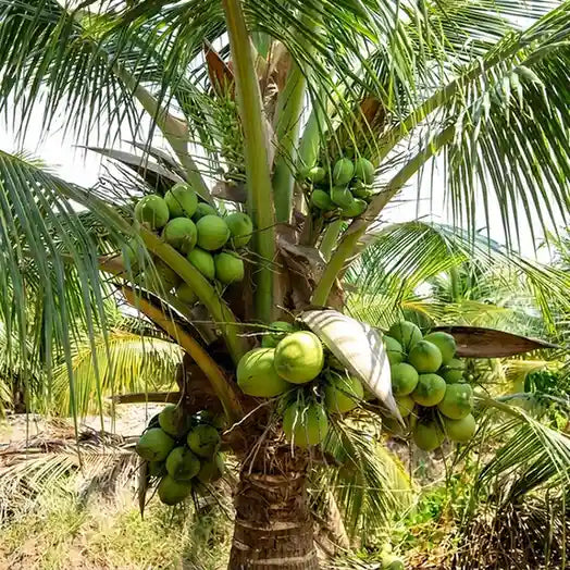 Coconut Tree / Thengu (Malaysian Dwarf) hybrid seedling live plant in nursery pot with healthy green foliage | Tropical coconut tree plant | Keraleaf