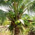 Coconut Tree / Thengu (Malaysian Dwarf) hybrid seedling live plant in nursery pot with healthy green foliage | Tropical coconut tree plant | Keraleaf