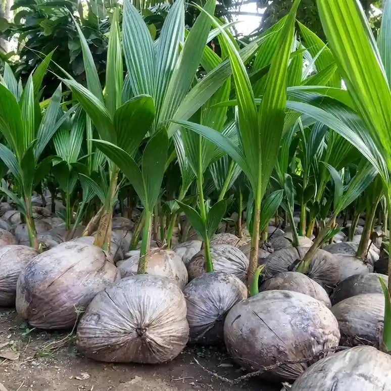 Coconut Tree / Thengu (Kuttiadi Tall) hybrid seedling live plant in nursery pot with healthy green foliage | Tropical coconut tree plant | Keraleaf