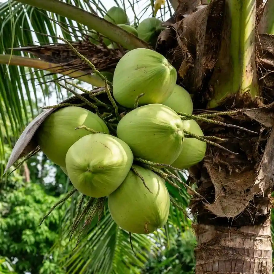 Coconut Tree / Thengu (Malaysian Dwarf) hybrid seedling live plant in nursery pot with healthy green foliage | Tropical coconut tree plant | Keraleaf