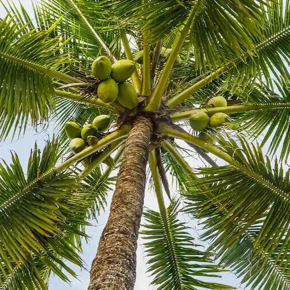 Coconut Tree / Thengu (Kerasree) hybrid seedling live plant in nursery pot with healthy green foliage | Tropical coconut tree plant | Keraleaf