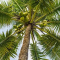 Coconut Tree / Thengu (Kerasree) hybrid seedling live plant in nursery pot with healthy green foliage | Tropical coconut tree plant | Keraleaf