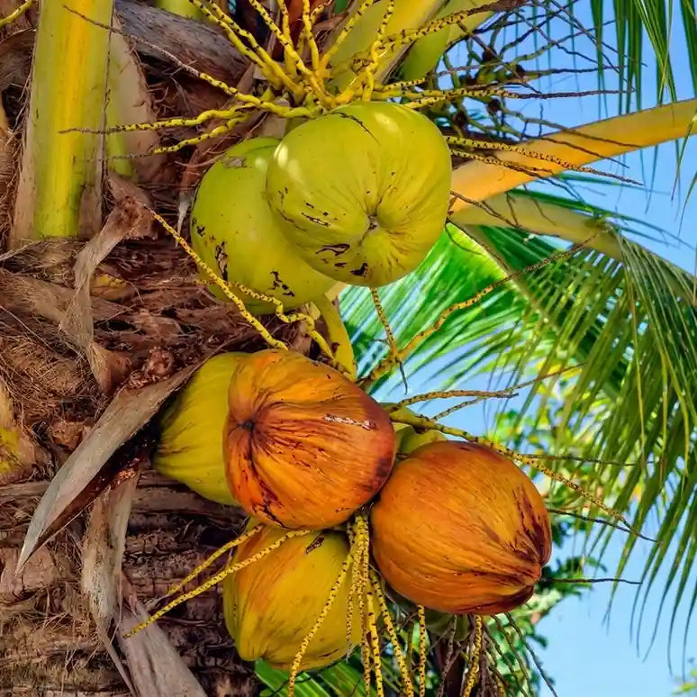 Coconut Tree / Thengu (Kerasree) hybrid seedling live plant in nursery pot with healthy green foliage | Tropical coconut tree plant | Keraleaf