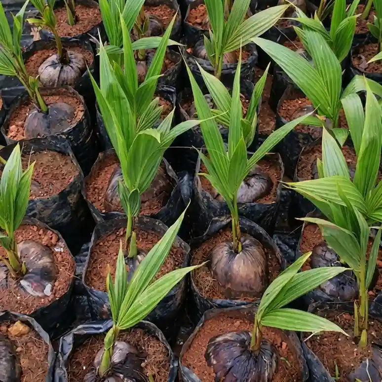 Coconut Tree / Thengu (Kerasree) hybrid seedling live plant in nursery pot with healthy green foliage | Tropical coconut tree plant | Keraleaf