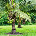 Coconut Tree / Thengu (Ganga Bondom Dwarf) hybrid seedling live plant in nursery pot with healthy green foliage | Tropical coconut tree plant | Keraleaf
