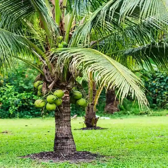 Coconut Tree / Thengu (Ganga Bondom Dwarf) hybrid seedling live plant in nursery pot with healthy green foliage | Tropical coconut tree plant | Keraleaf