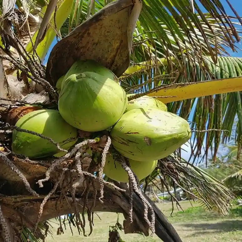 Coconut Tree / Thengu (Ganga Bondom Dwarf) Hybrid Seedling