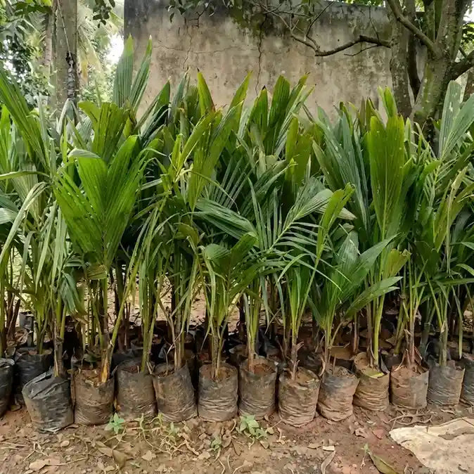 Coconut Tree / Thengu (Ganga Bondom Dwarf) Hybrid Seedling