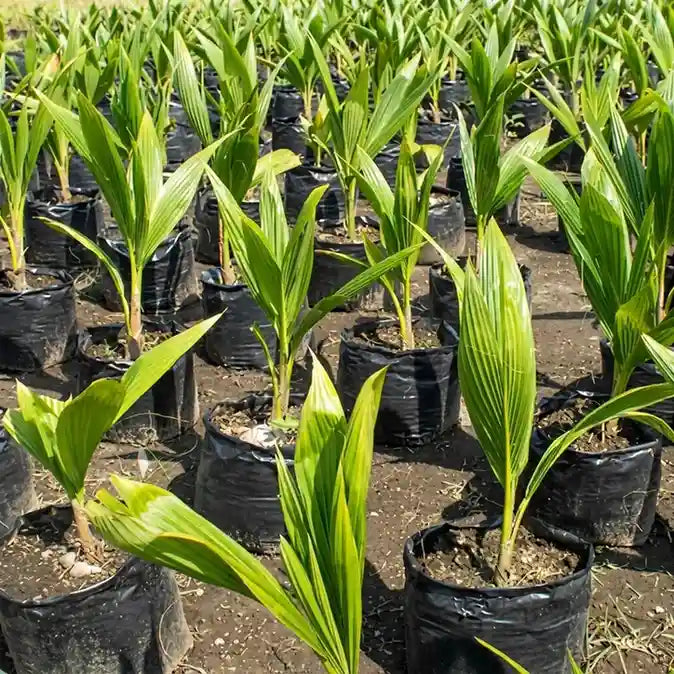 Coconut Tree / Thengu (D x T, Orange Dwarf) hybrid seedling live plant in nursery pot with healthy green foliage | Tropical coconut tree plant | Keraleaf