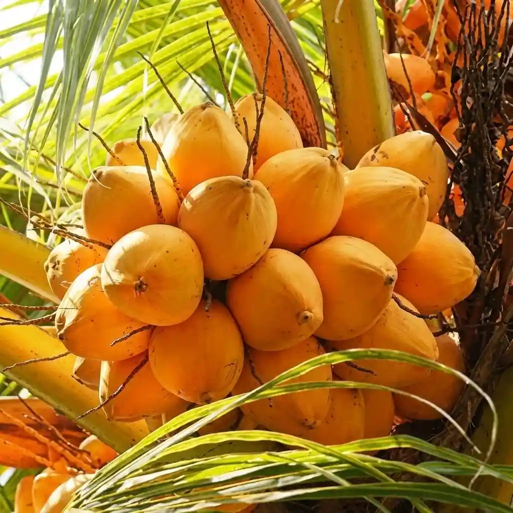 Coconut Tree / Thengu (D x T, Orange Dwarf) hybrid seedling live plant in nursery pot with healthy green foliage | Tropical coconut tree plant | Keraleaf