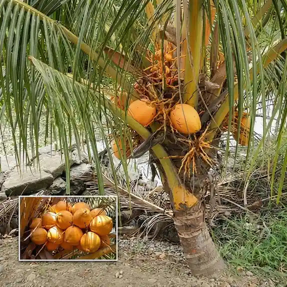 Coconut Tree / Thengu (D x T, Orange Dwarf) hybrid seedling live plant in nursery pot with healthy green foliage | Tropical coconut tree plant | Keraleaf