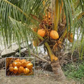 Coconut Tree / Thengu (D x T, Orange Dwarf) hybrid seedling live plant in nursery pot with healthy green foliage | Tropical coconut tree plant | Keraleaf
