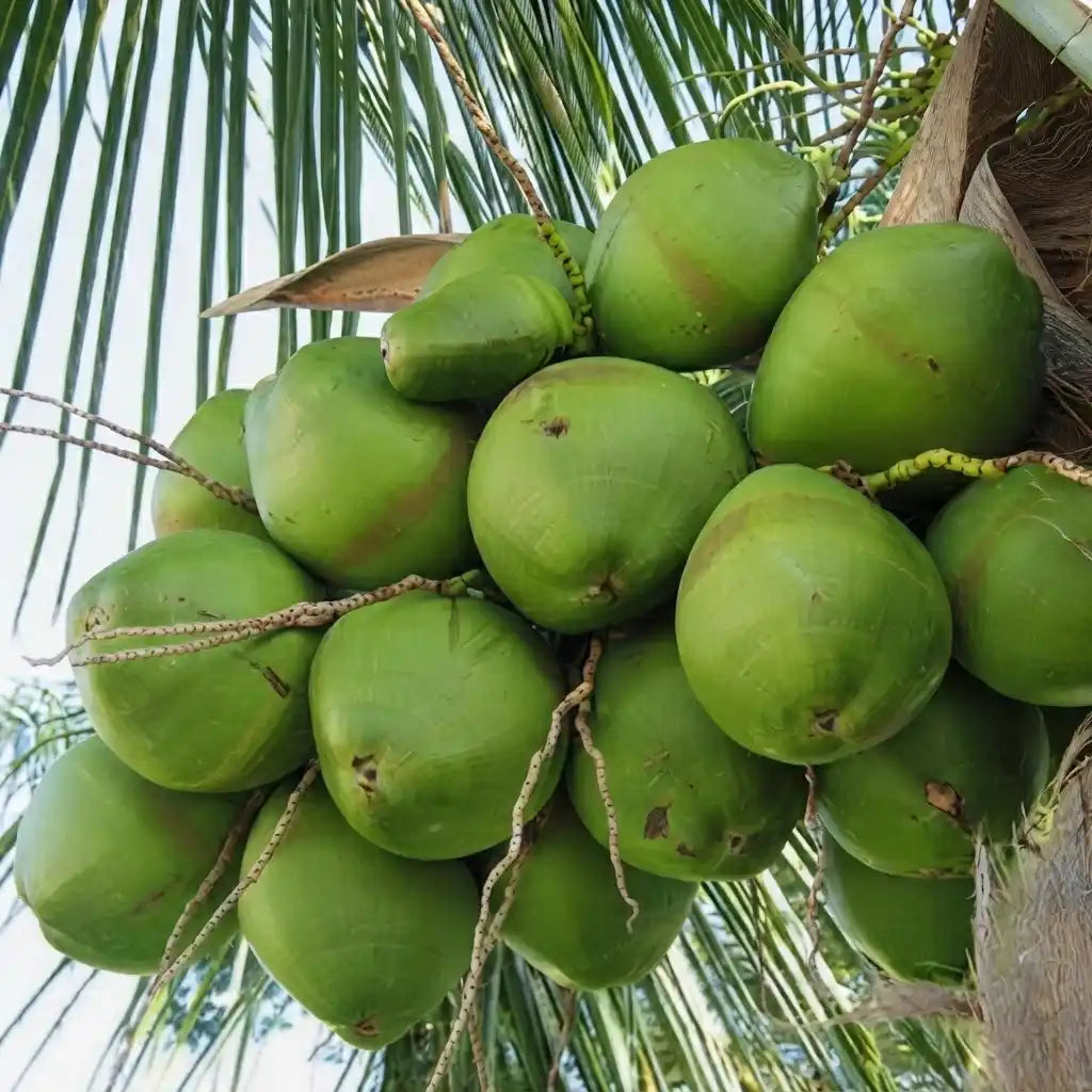 Coconut Tree / Thengu (D x T, Green Dwarf) hybrid seedling live plant in nursery pot with healthy green foliage | Tropical coconut tree plant | Keraleaf