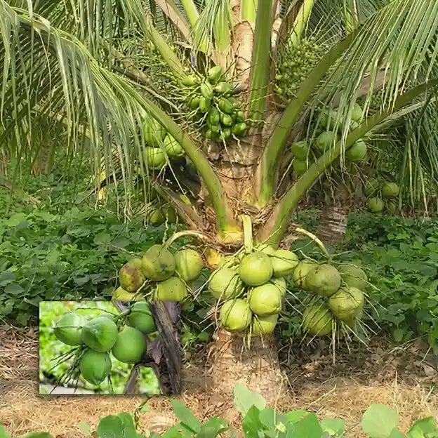 Coconut Tree / Thengu (D x T, Green Dwarf) hybrid seedling live plant in nursery pot with healthy green foliage | Tropical coconut tree plant | Keraleaf