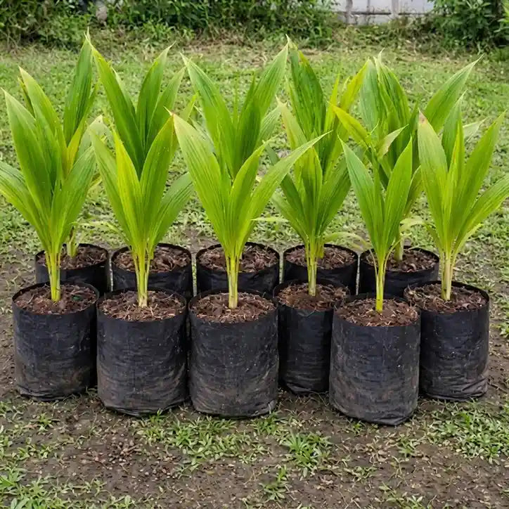 Coconut Tree / Thengu (D x T, Green Dwarf) hybrid seedling live plant in nursery pot with healthy green foliage | Tropical coconut tree plant | Keraleaf
