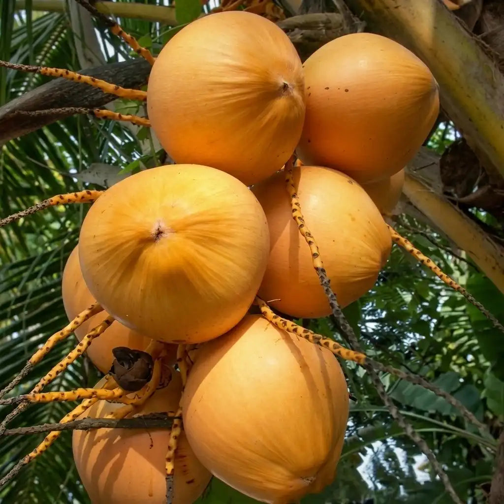 Coconut Tree / Thengu (Chavakkad Orange Dwarf) hybrid seedling live plant in nursery pot with healthy green foliage | Tropical coconut tree plant | Keraleaf