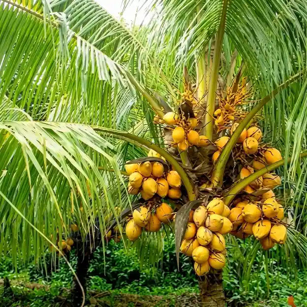 Coconut Tree / Thengu (Chavakkad Orange Dwarf) hybrid seedling live plant in nursery pot with healthy green foliage | Tropical coconut tree plant | Keraleaf