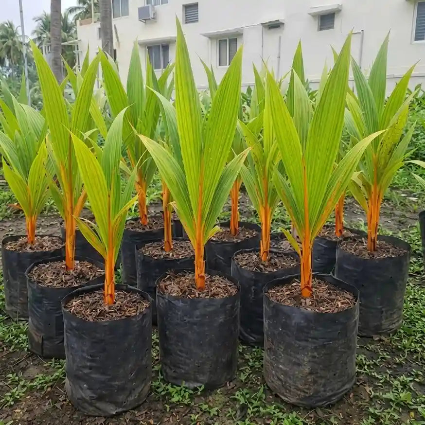 Coconut Tree / Thengu (Chavakkad Orange Dwarf) hybrid seedling live plant in nursery pot with healthy green foliage | Tropical coconut tree plant | Keraleaf