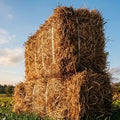 Hay / Vaykol natural plant fertilizer and animal fodder | Organic mulch and natural soil insulator for healthy plant growth | Keraleaf