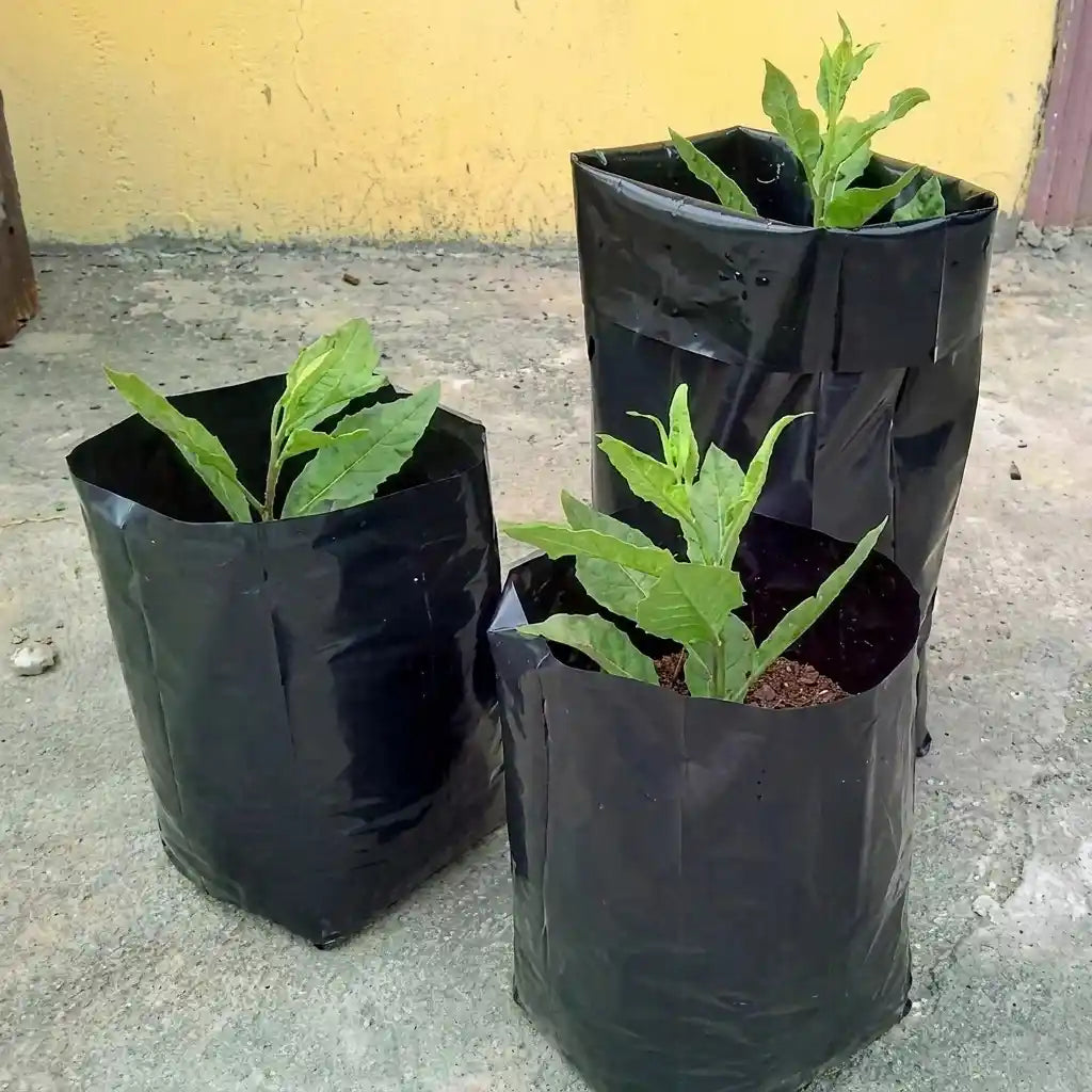 Plastic Nursery Bag (Black, Pack of 10) for plant growing and gardening | Durable nursery grow bags for seedlings and plants | Keraleaf