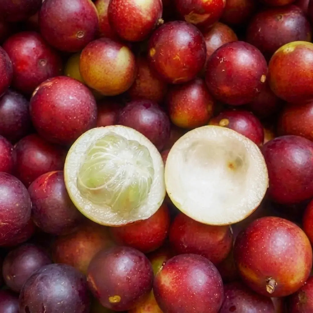 Camu-Camu layered live fruit plant in nursery pot with healthy green foliage | Exotic tropical fruit plant | Keraleaf