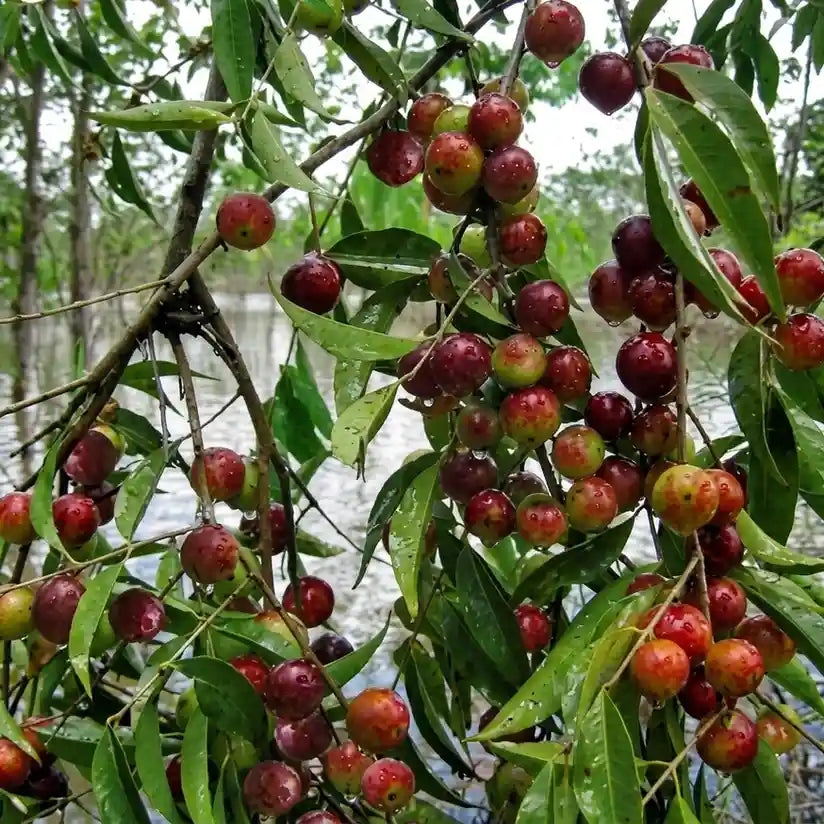 Camu-Camu layered live fruit plant in nursery pot with healthy green foliage | Exotic tropical fruit plant | Keraleaf