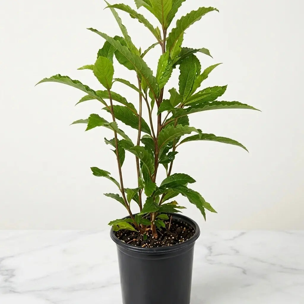 Camu-Camu layered live fruit plant in nursery pot with healthy green foliage | Exotic tropical fruit plant | Keraleaf