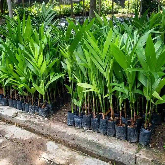 Kavungu / Areca Nut Palm (Mohitnagar) Plant | Betel Nut
