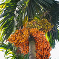 Kavungu / Areca Nut Palm (Mohitnagar) Plant | Betel Nut