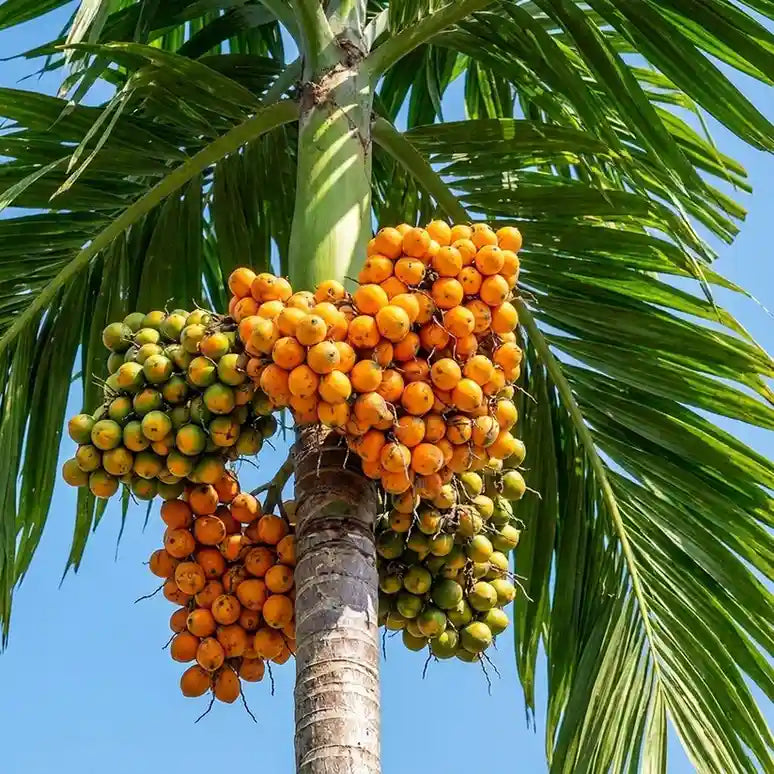 Kavungu / Areca Nut Palm (Nadan Kasargodan) Plant | Betel Nut