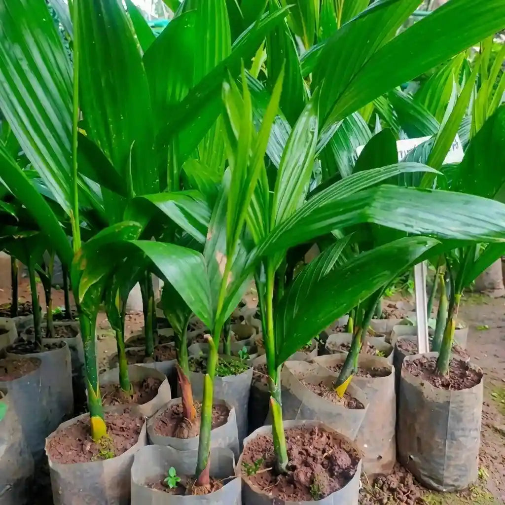 Kavungu / Areca Nut Palm (Nadan Kasargodan) Plant | Betel Nut