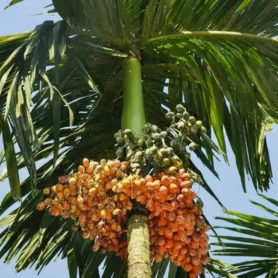 Kavungu / Areca Nut Palm (Nadan Kasargodan) Plant | Betel Nut