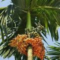 Kavungu / Areca Nut Palm (Nadan Kasargodan) Plant | Betel Nut