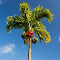 Kavungu / Areca Nut Palm (Red Nut) Plant | Betel Nut