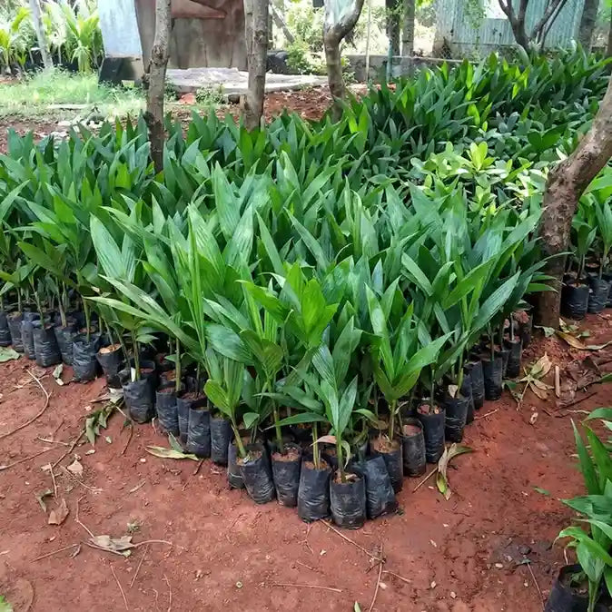 Kavungu / Areca Nut Palm (Red Nut) Plant | Betel Nut
