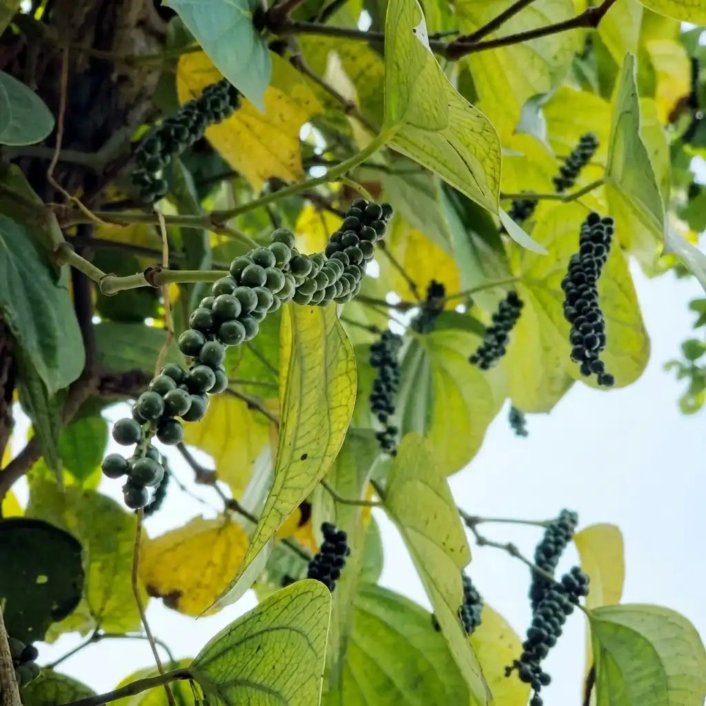 Black Pepper / Kurumulagu (Karimunda, Bush) Spice Plant