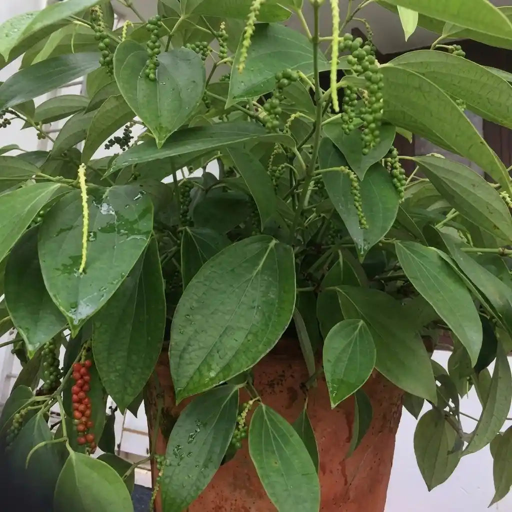 Black Pepper / Kurumulagu (Karimunda, Bush) Spice Plant