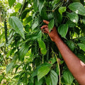Black Pepper / Kurumulagu (Karimunda, Bush) Spice Plant