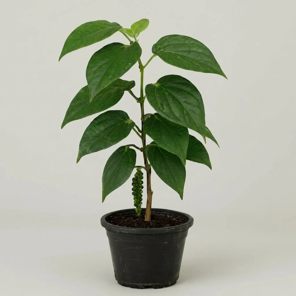 Black Pepper / Kurumulagu (Karimunda, Climber) Spice Plant