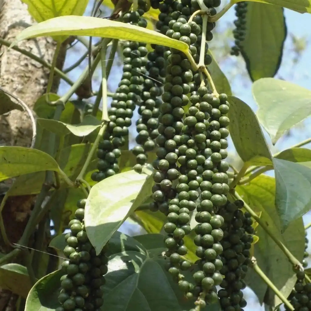Black Pepper / Kurumulagu (Karimunda, Climber) Spice Plant