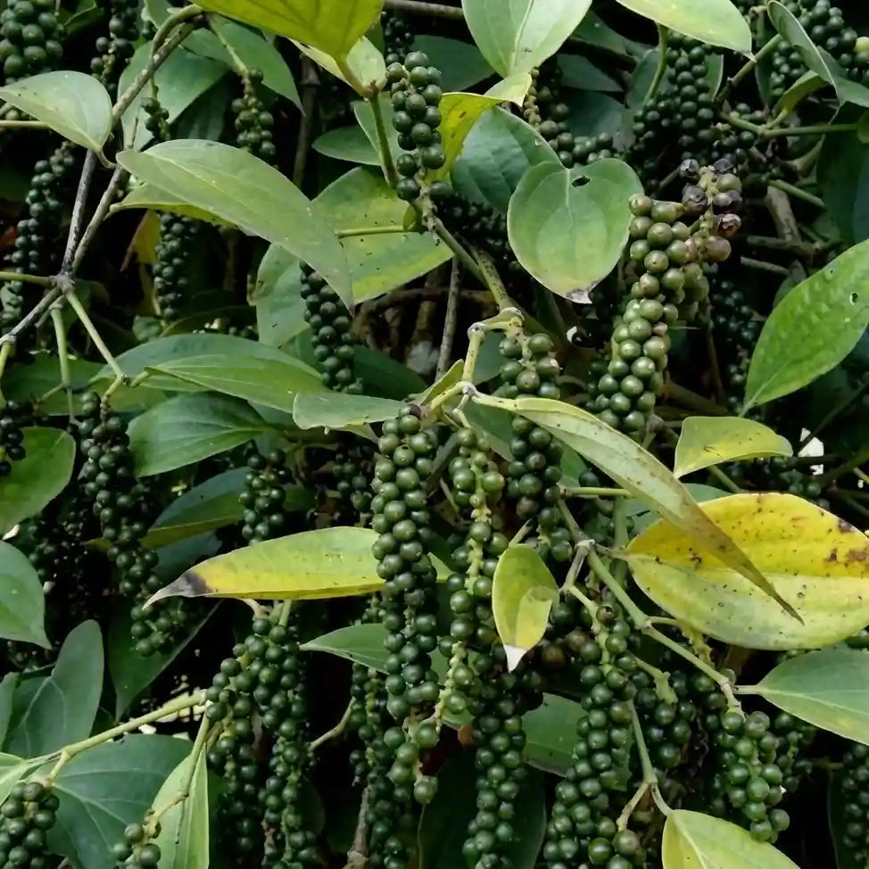 Black Pepper / Kurumulagu (Karimunda, Climber) Spice Plant