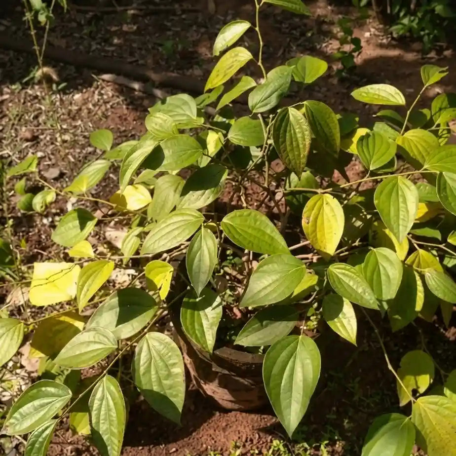 Black Pepper / Kurumulagu (Paniyoor, Bush) Spice Plant
