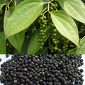 Black Pepper / Kurumulagu (Paniyoor, Bush) Spice Plant