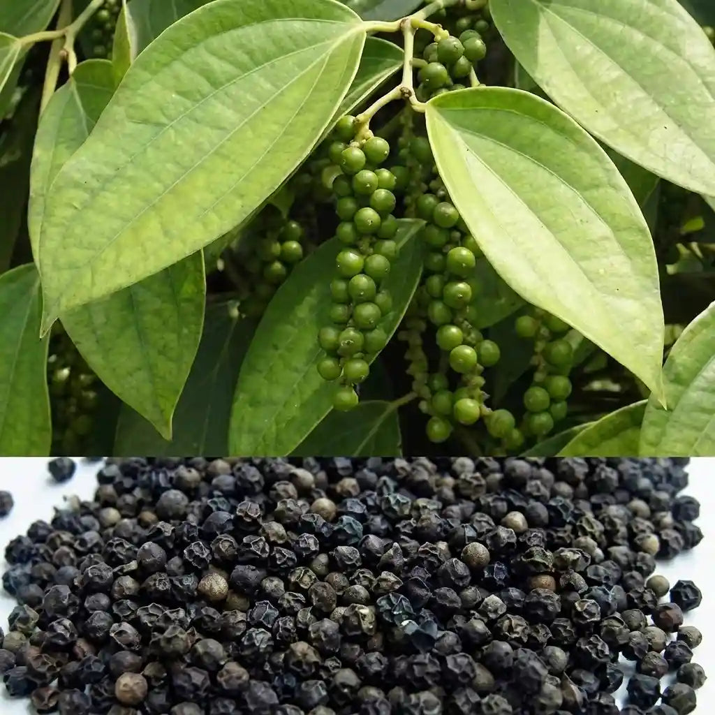 Black Pepper / Kurumulagu (Paniyoor, Bush) Spice Plant