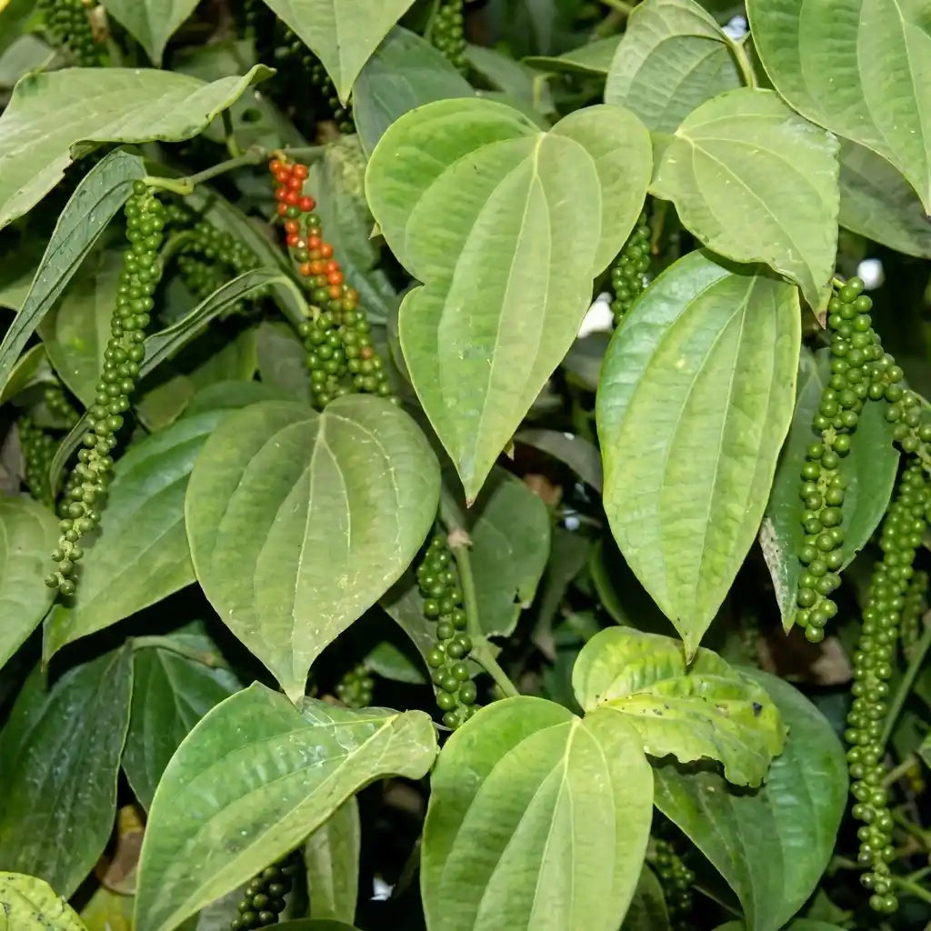 Black Pepper / Kurumulagu (Paniyoor, Bush) Spice Plant