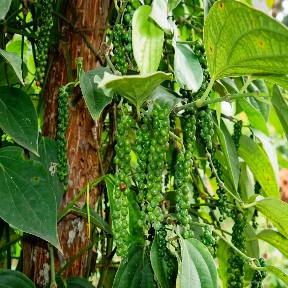 Black Pepper / Kurumulagu (Paniyoor, Climber) Spice Plant