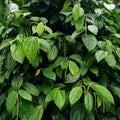 Black Pepper / Kurumulagu (Paniyoor, Climber) Spice Plant