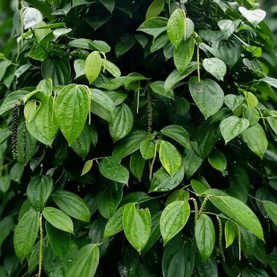 Black Pepper / Kurumulagu (Paniyoor, Climber) Spice Plant